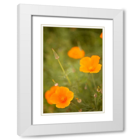 California Poppies II White Modern Wood Framed Art Print with Double Matting by Millet, Karyn
