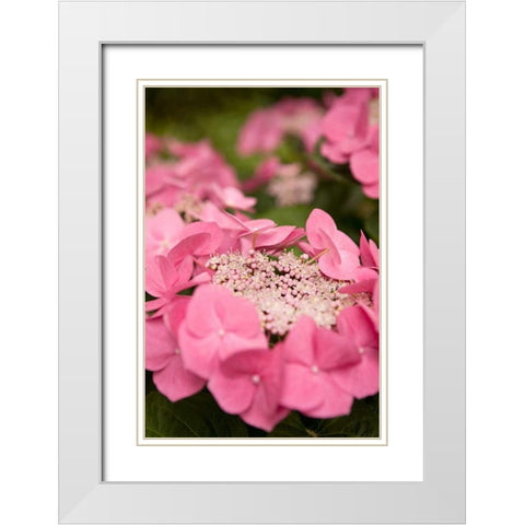 Lace Hydrangea I White Modern Wood Framed Art Print with Double Matting by Millet, Karyn