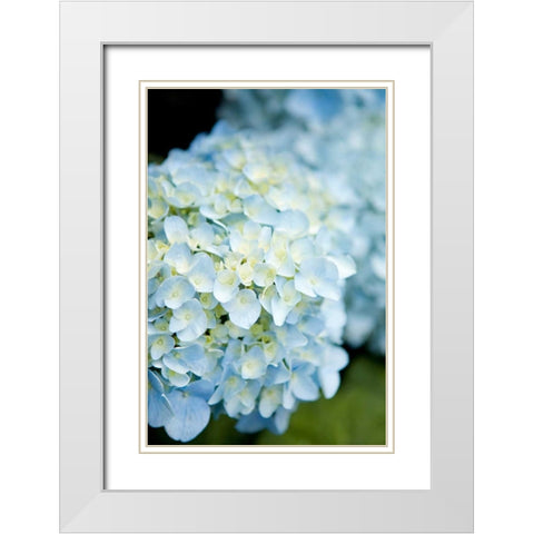 Hydrangeas IV White Modern Wood Framed Art Print with Double Matting by Millet, Karyn