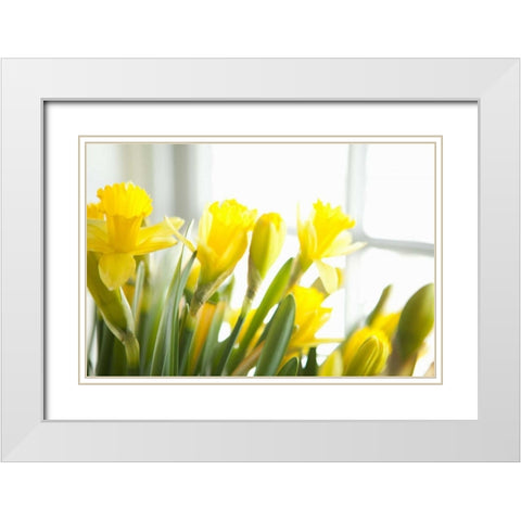Leaning Daffodils White Modern Wood Framed Art Print with Double Matting by Millet, Karyn