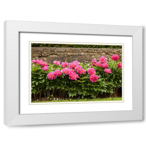 Garden Peonies II White Modern Wood Framed Art Print with Double Matting by Millet, Karyn