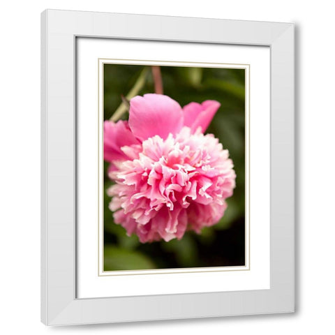 Pink Peony I White Modern Wood Framed Art Print with Double Matting by Millet, Karyn