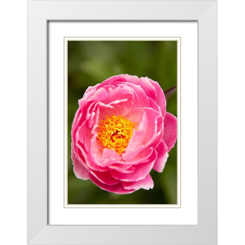 Pink Peony II White Modern Wood Framed Art Print with Double Matting by Millet, Karyn