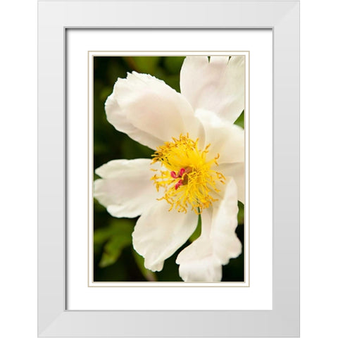 Peony Japonica I White Modern Wood Framed Art Print with Double Matting by Millet, Karyn