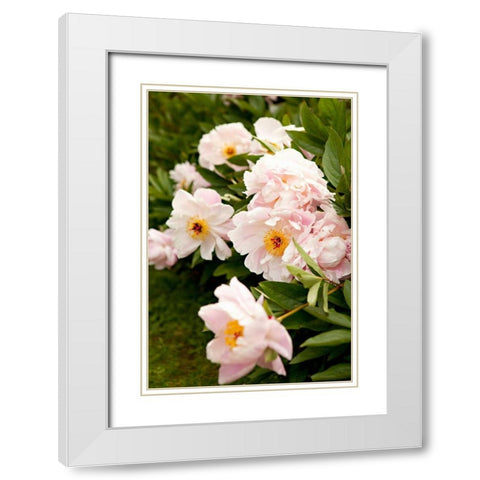 Peony Japonica II White Modern Wood Framed Art Print with Double Matting by Millet, Karyn