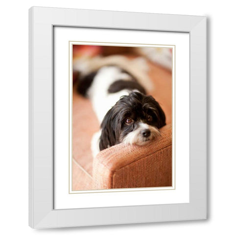 A Dogs Life V White Modern Wood Framed Art Print with Double Matting by Millet, Karyn