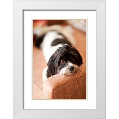 A Dogs Life V White Modern Wood Framed Art Print with Double Matting by Millet, Karyn