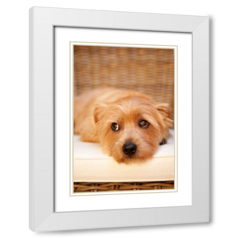 A Dogs Life VI White Modern Wood Framed Art Print with Double Matting by Millet, Karyn