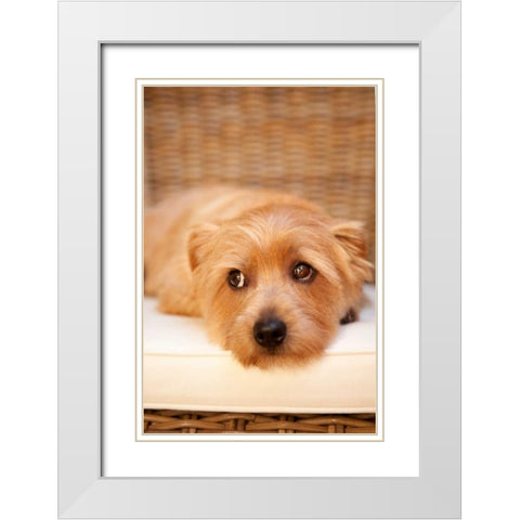 A Dogs Life VI White Modern Wood Framed Art Print with Double Matting by Millet, Karyn