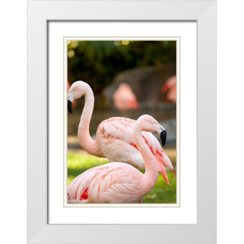 Flamingos II White Modern Wood Framed Art Print with Double Matting by Millet, Karyn
