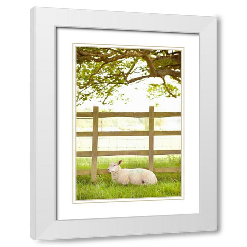 Pasture Sheep II White Modern Wood Framed Art Print with Double Matting by Millet, Karyn