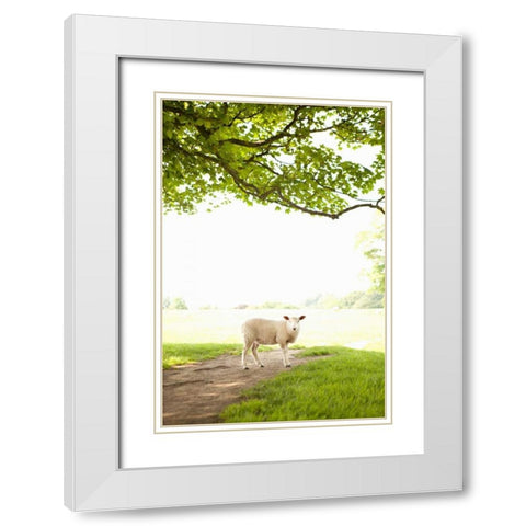 Pasture Sheep III White Modern Wood Framed Art Print with Double Matting by Millet, Karyn