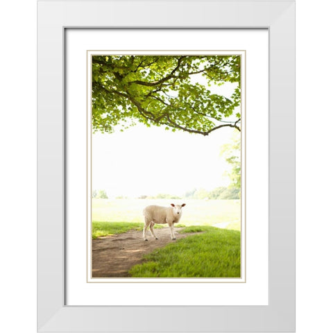 Pasture Sheep III White Modern Wood Framed Art Print with Double Matting by Millet, Karyn