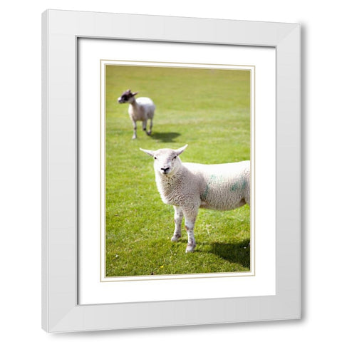 Pasture Sheep IV White Modern Wood Framed Art Print with Double Matting by Millet, Karyn