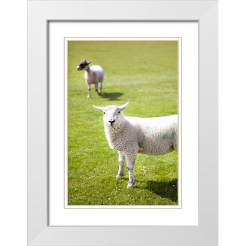 Pasture Sheep IV White Modern Wood Framed Art Print with Double Matting by Millet, Karyn