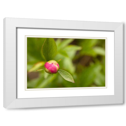 Macro Bloom IV White Modern Wood Framed Art Print with Double Matting by Millet, Karyn