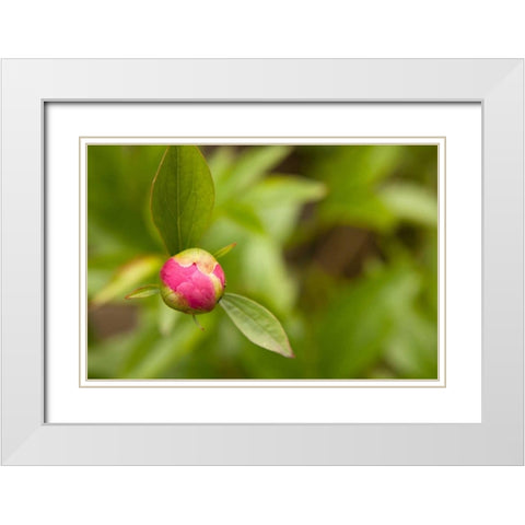 Macro Bloom IV White Modern Wood Framed Art Print with Double Matting by Millet, Karyn