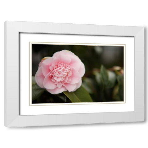 Macro Bloom V White Modern Wood Framed Art Print with Double Matting by Millet, Karyn