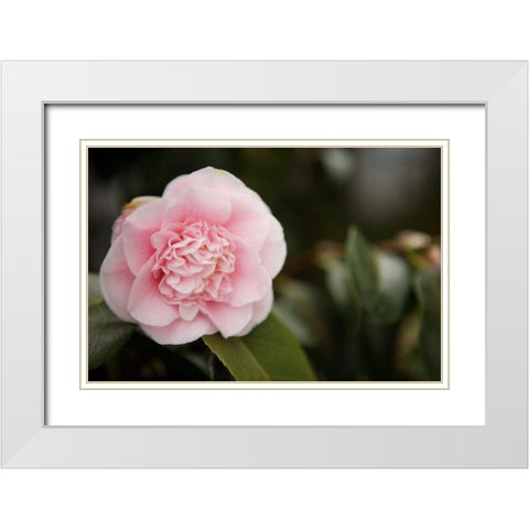 Macro Bloom V White Modern Wood Framed Art Print with Double Matting by Millet, Karyn