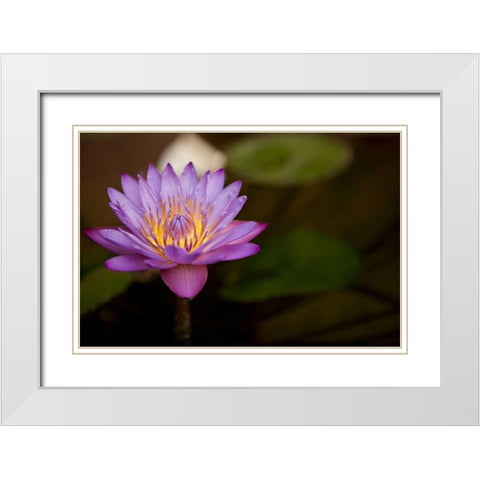 Macro Bloom VI White Modern Wood Framed Art Print with Double Matting by Millet, Karyn