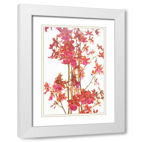 Pink Orchid II White Modern Wood Framed Art Print with Double Matting by Millet, Karyn