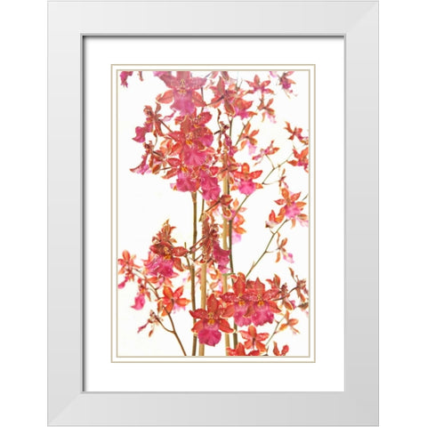 Pink Orchid II White Modern Wood Framed Art Print with Double Matting by Millet, Karyn