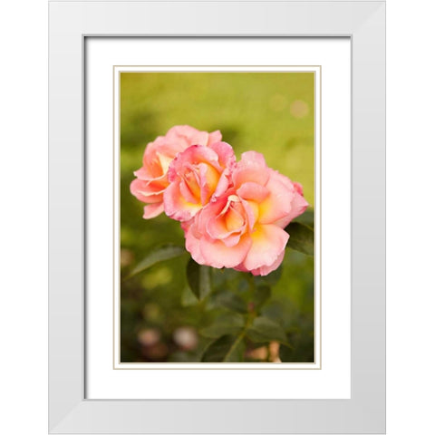 Rose Garden I White Modern Wood Framed Art Print with Double Matting by Millet, Karyn