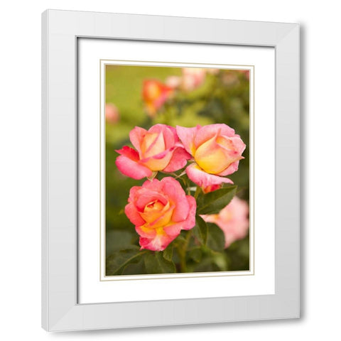 Rose Garden II White Modern Wood Framed Art Print with Double Matting by Millet, Karyn