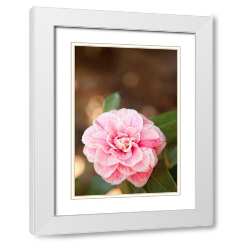 Bokeh Rose I White Modern Wood Framed Art Print with Double Matting by Millet, Karyn