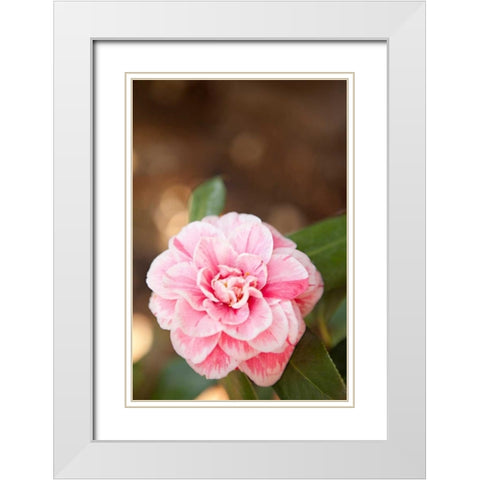 Bokeh Rose I White Modern Wood Framed Art Print with Double Matting by Millet, Karyn