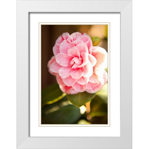 Bokeh Rose II White Modern Wood Framed Art Print with Double Matting by Millet, Karyn