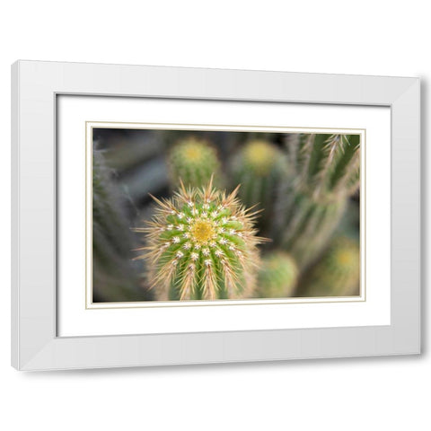 Cactus I White Modern Wood Framed Art Print with Double Matting by Millet, Karyn