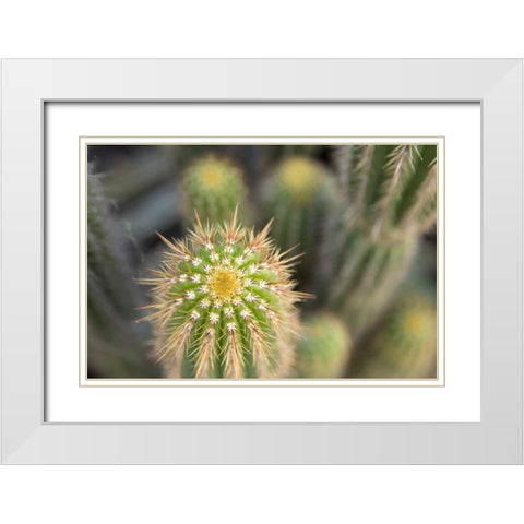 Cactus I White Modern Wood Framed Art Print with Double Matting by Millet, Karyn