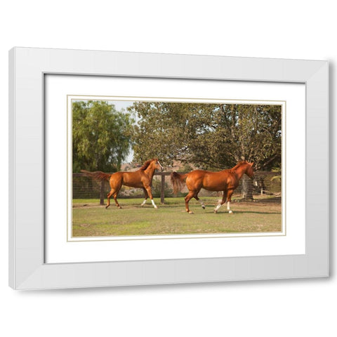 Horse Play I White Modern Wood Framed Art Print with Double Matting by Millet, Karyn