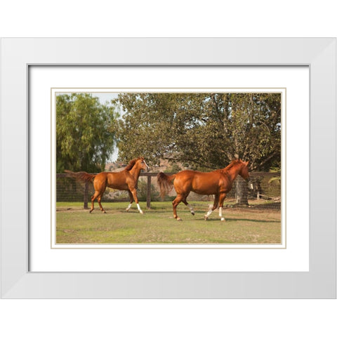 Horse Play I White Modern Wood Framed Art Print with Double Matting by Millet, Karyn