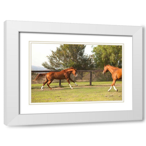 Horse Play II White Modern Wood Framed Art Print with Double Matting by Millet, Karyn