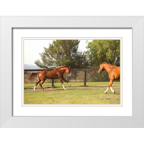 Horse Play II White Modern Wood Framed Art Print with Double Matting by Millet, Karyn