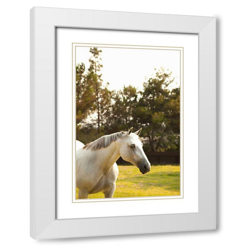 White Horse White Modern Wood Framed Art Print with Double Matting by Millet, Karyn