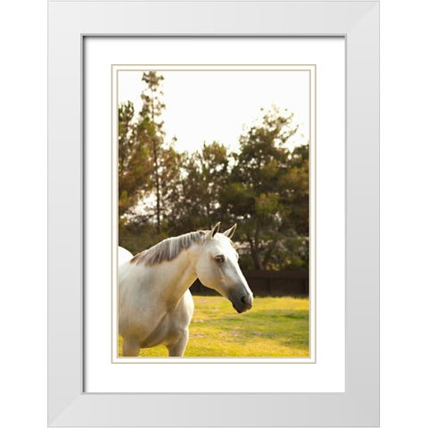 White Horse White Modern Wood Framed Art Print with Double Matting by Millet, Karyn