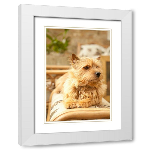 Sunny Spot White Modern Wood Framed Art Print with Double Matting by Millet, Karyn