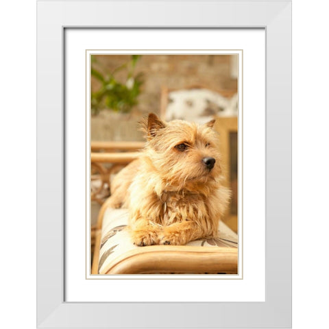 Sunny Spot White Modern Wood Framed Art Print with Double Matting by Millet, Karyn
