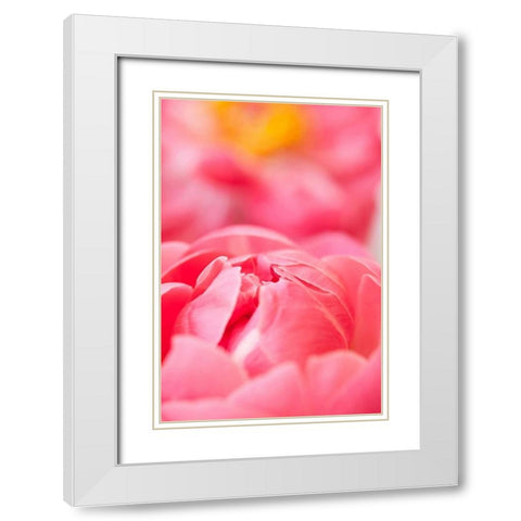 Pink Peony II White Modern Wood Framed Art Print with Double Matting by Millet, Karyn