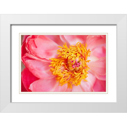Pink Peony VI White Modern Wood Framed Art Print with Double Matting by Millet, Karyn