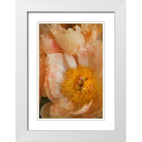 Peach Peonies I White Modern Wood Framed Art Print with Double Matting by Millet, Karyn