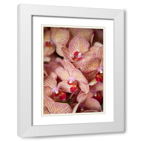 Orchid I White Modern Wood Framed Art Print with Double Matting by Millet, Karyn
