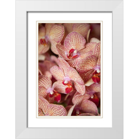 Orchid I White Modern Wood Framed Art Print with Double Matting by Millet, Karyn