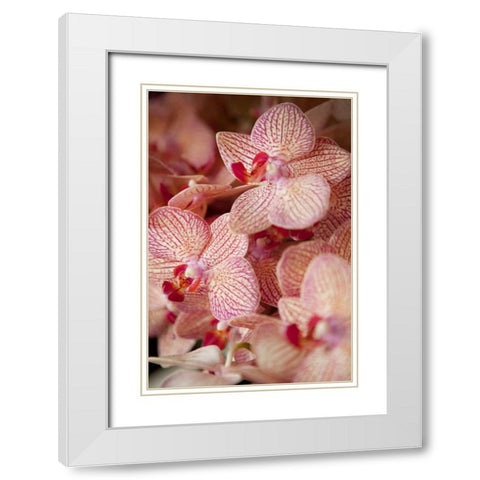 Orchid II White Modern Wood Framed Art Print with Double Matting by Millet, Karyn
