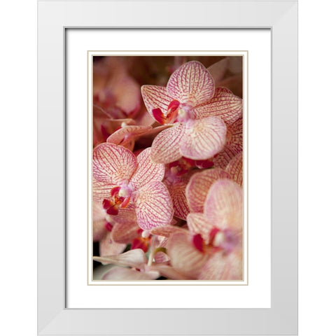 Orchid II White Modern Wood Framed Art Print with Double Matting by Millet, Karyn