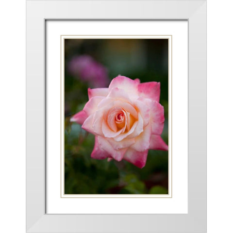 Pink Rose White Modern Wood Framed Art Print with Double Matting by Millet, Karyn