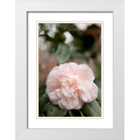 Pink Flowers III White Modern Wood Framed Art Print with Double Matting by Millet, Karyn
